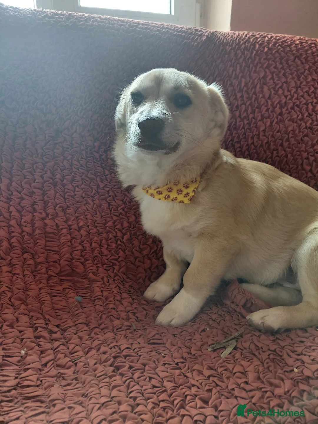 Mixed Breed dogs for adoption: 🌸Little HARA🌸- gentle, grateful and full of love - Advert 11