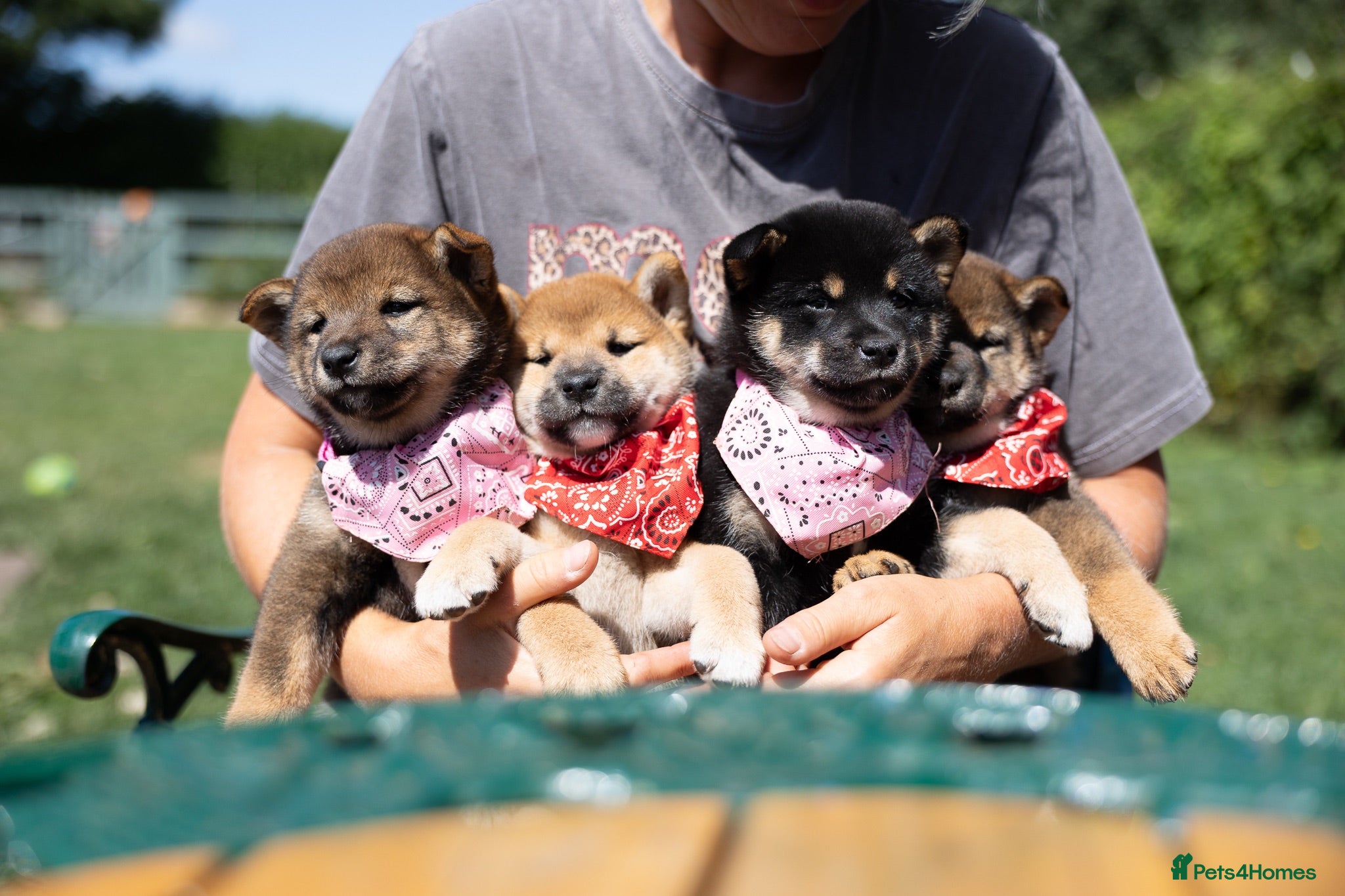 Japanese Shiba Inu dogs Rare Black Sesame Shiba | Japanese Bloodlines - Advert 1