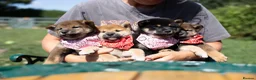 Japanese Shiba Inu dogs for sale: Rare Black Sesame Shiba | Japanese Bloodlines - Advert 2