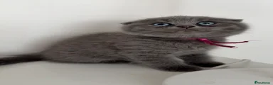 Plum - purple collar 