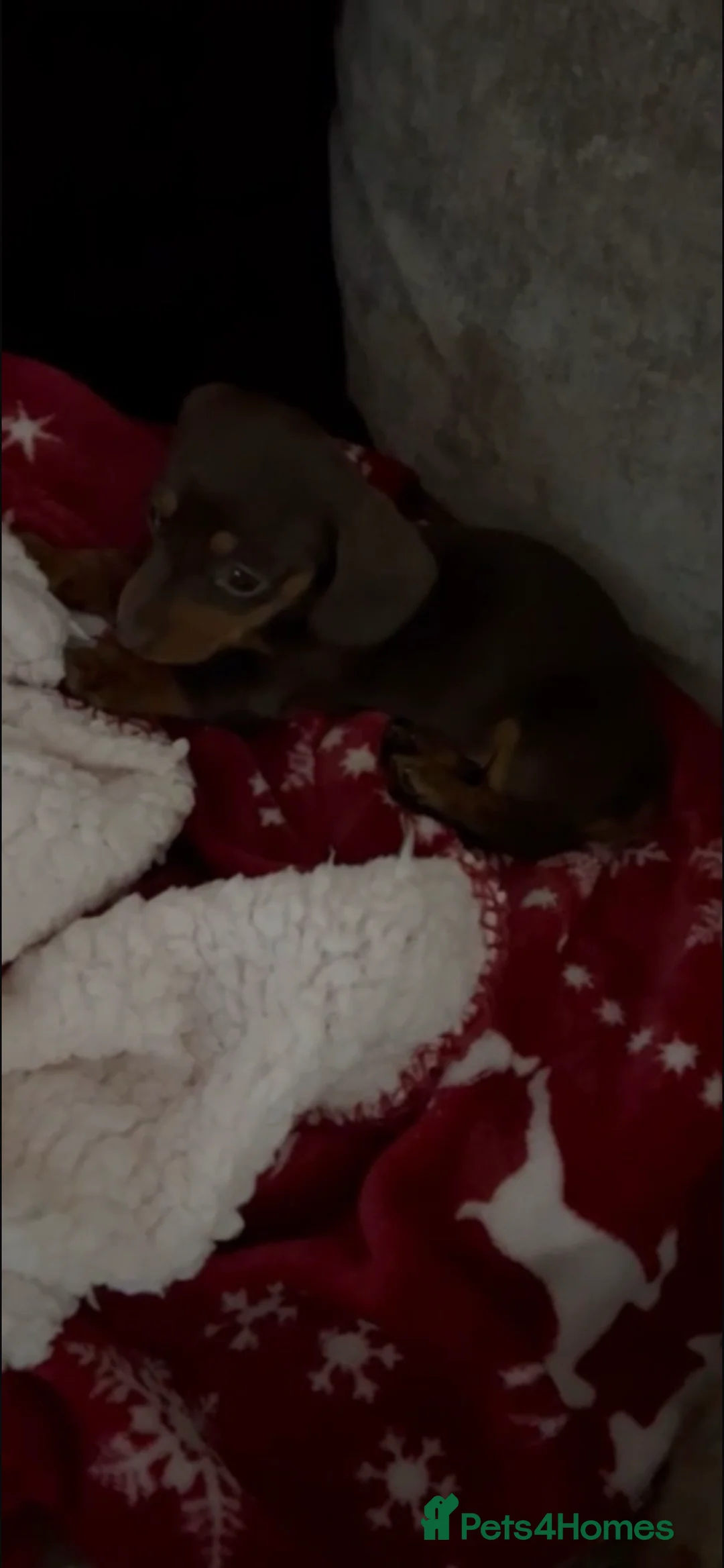 Miniature Dachshund dogs for stud: 🔥Proven KC Registered Miniature Dachshund Stud🔥  - Advert 6