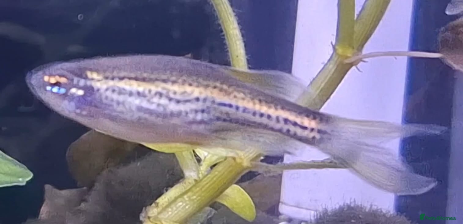 Danios fish 4 danio fish + 40L tank - Advert 15