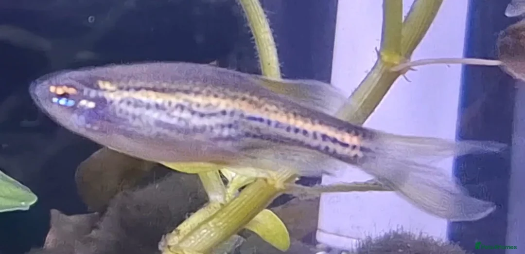 Danios fish for sale: 4 danio fish + 40L tank - Advert 1