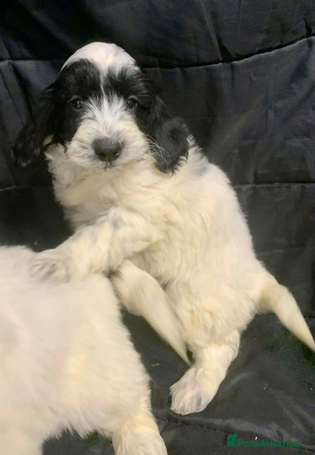 Cockapoo dogs for sale: F1 Cockapoo puppies ready now  - Advert 18