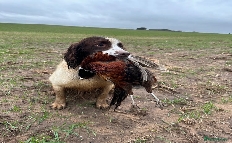 English Springer Spaniel dogs - Advert 2