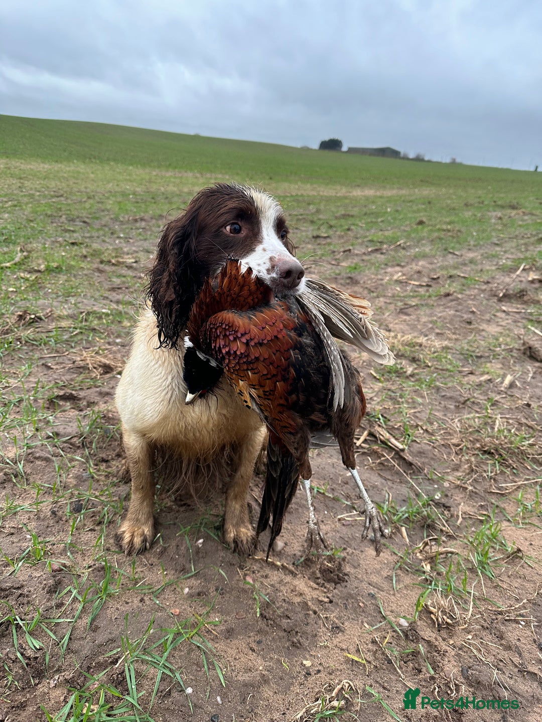 English Springer Spaniel dogs for sale: Lovely KC reg working spaniel  - Image 1