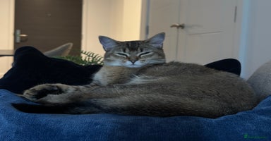 British Shorthair cats - Advert 6