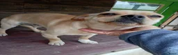 Mixed Breed dogs for adoption: BUDDY - Advert 6