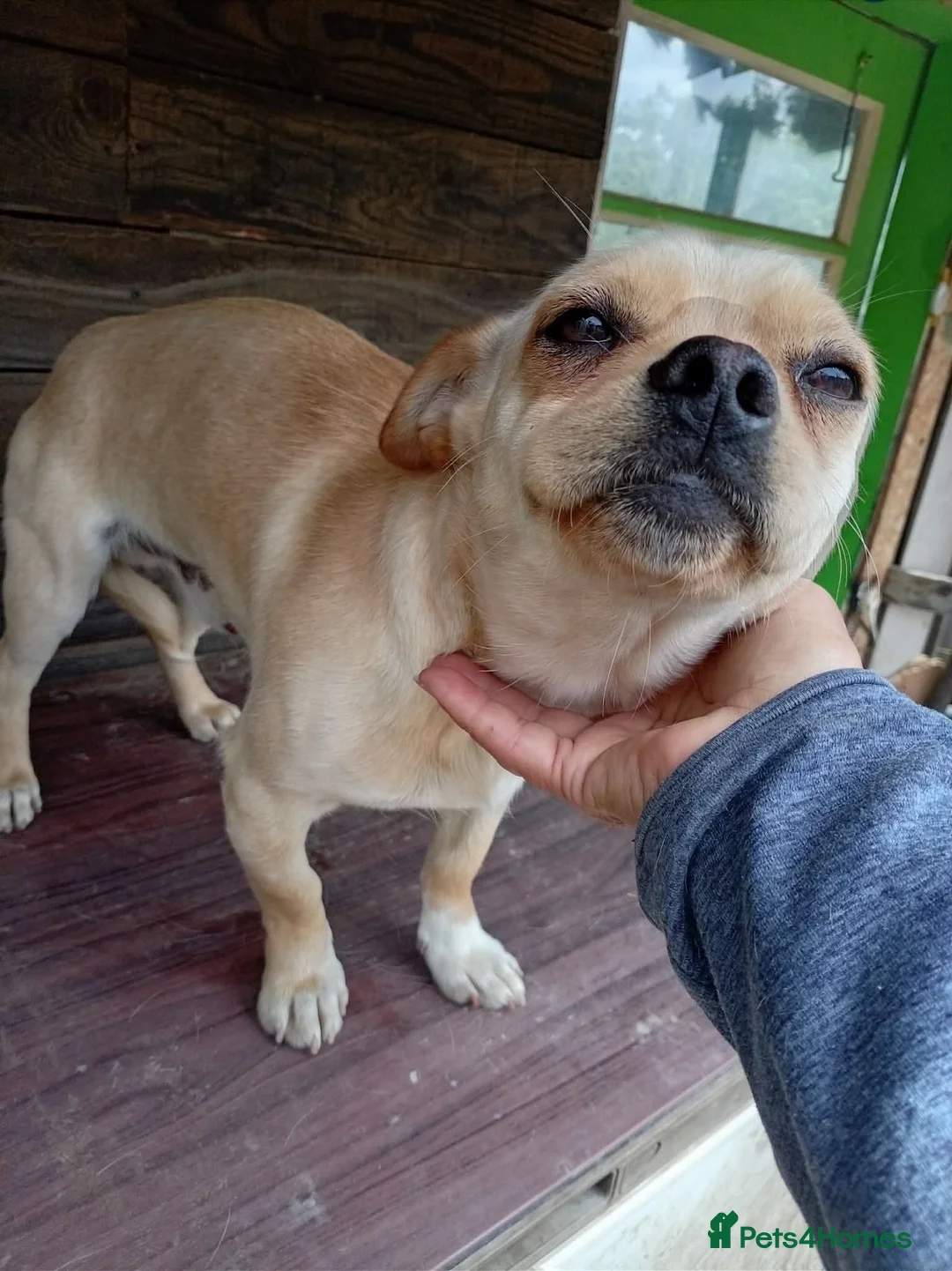 Mixed Breed dogs for adoption: BUDDY - Advert 6