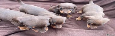 Miniature Dachshund 1