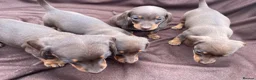 Miniature Dachshund dogs for sale: Stunning miniature dachshund puppies - Advert 9