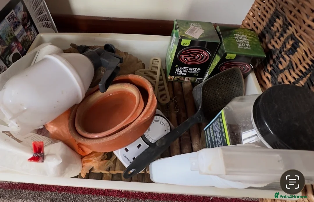 Tortoise reptiles for sale: Horsefield Tortoise with full set up and vivarium in Maldon - Advert 11