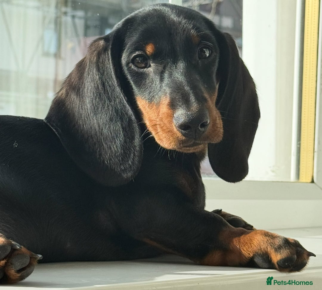 Dachshund dogs for sale: Ruby  - Image 4