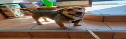 Mixed Breed dogs for adoption: 💛BELLA – The Little Street Dog Who Chose To Trust in Nottingham - Advert 26