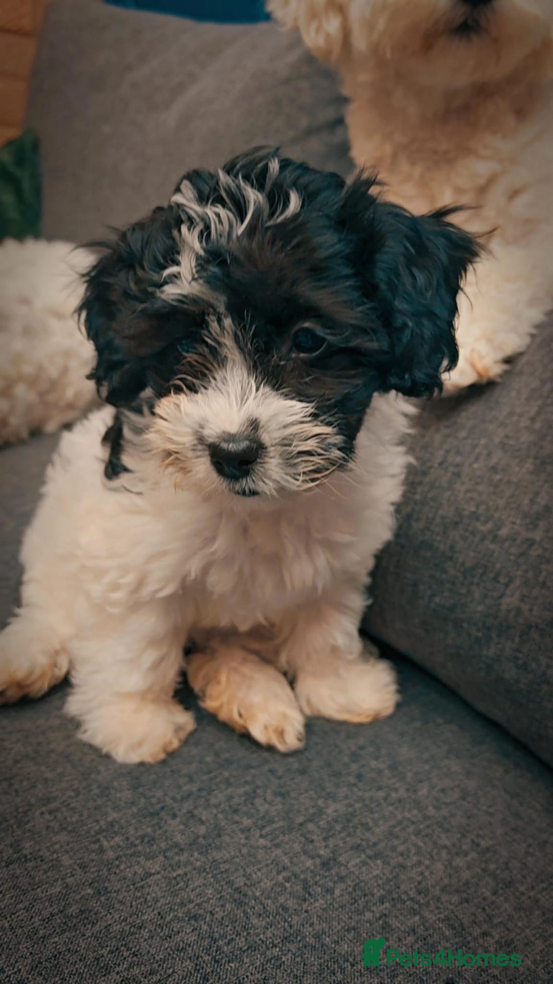 Bichon Frise dogs for sale: Bichon puppy's  - Image 2