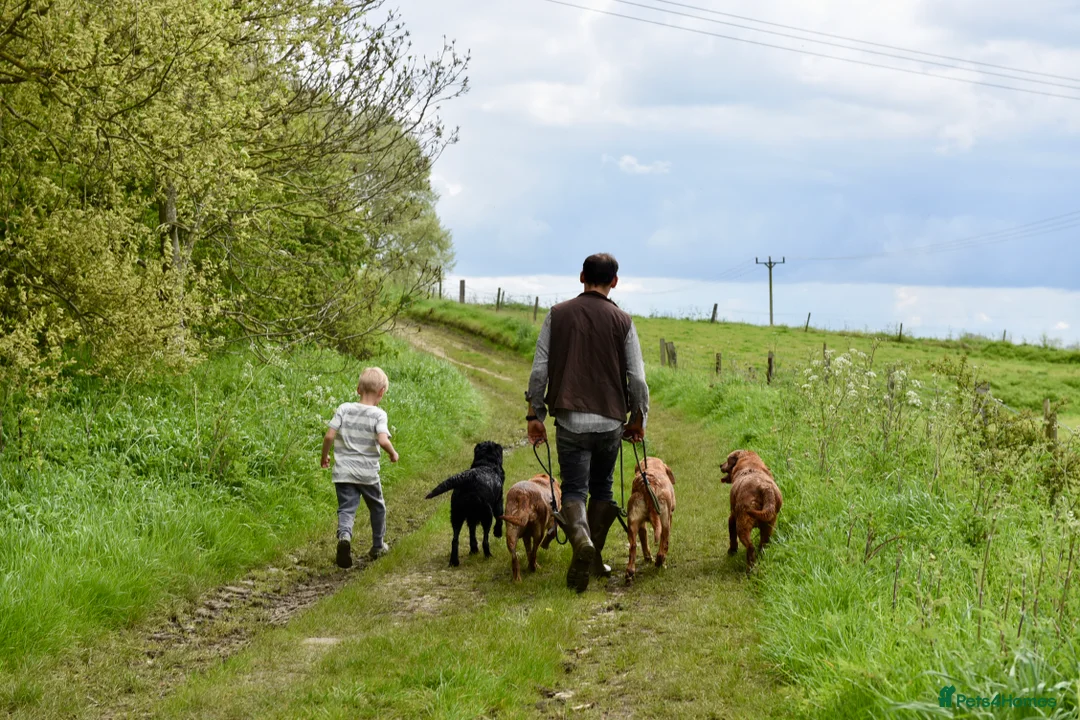 Labrador Retriever dogs for sale: Beautiful Deep Red KC Reg Labradors 5* Breeder - Advert 12