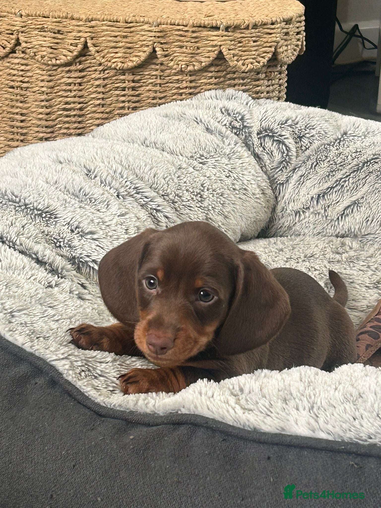 Miniature Dachshund dogs ✨READY 3x Stunning miniature dachshund puppies✨ - Advert 2