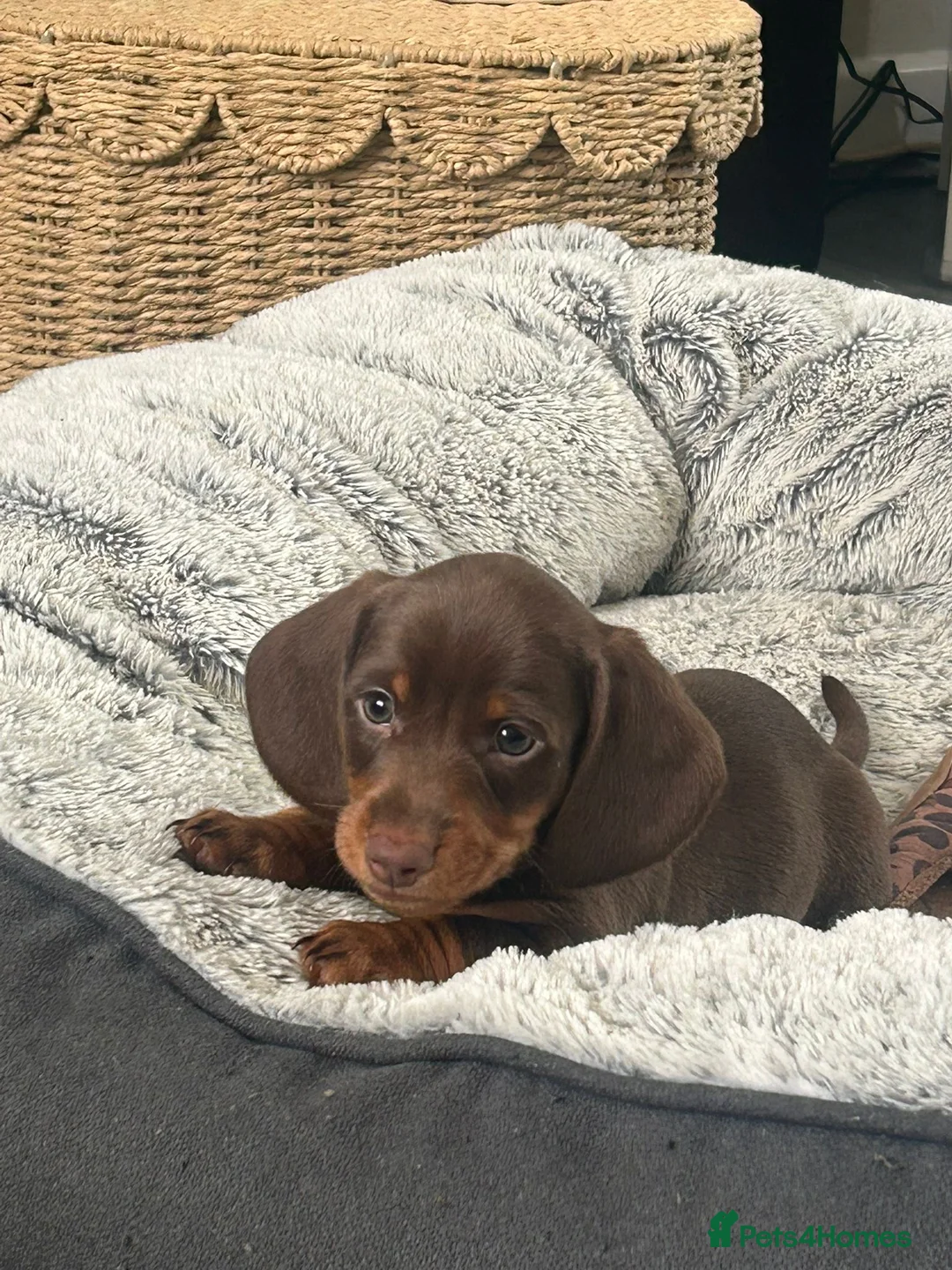 Miniature Dachshund dogs for sale: ✨2 miniature dachshund puppies READY TO LEAVE✨ - Advert 2