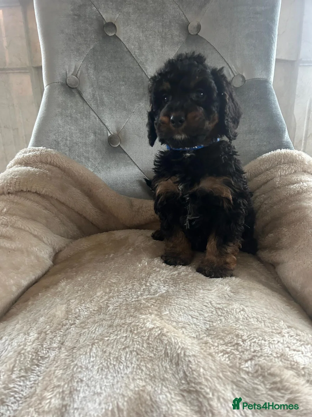 Cockapoo dogs for sale: F1 cockapoo puppies  - Advert 38