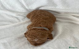 Goldendoodle dogs for sale: Beautiful litter of Goldendoodles  - Image 18