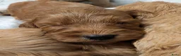 Cockapoo dogs for sale: Quality DNA Clear Cockapoo Puppies  - Advert 17