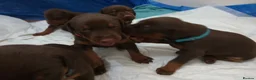 Dobermann dogs for sale: Dobermann puppies - Advert 20