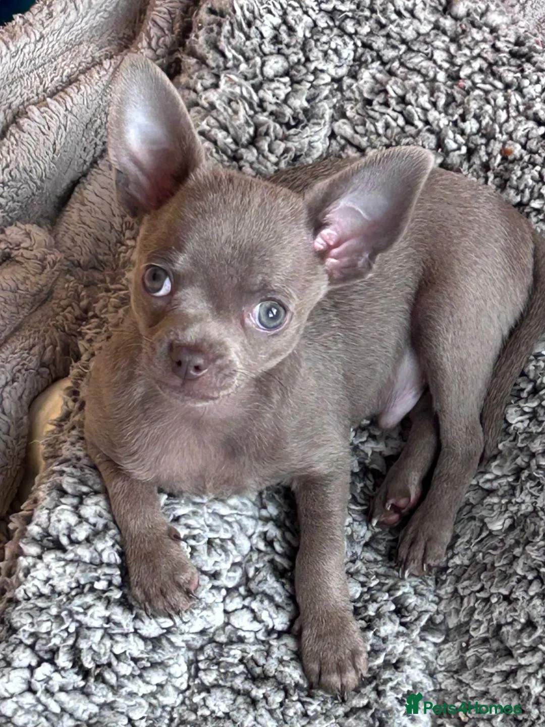 Chihuahua dogs for sale: KC Reg short-hair Chihuahua apple-headed puppies - Advert 9