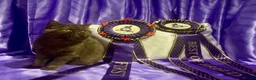 Exotic cats for sale: Litter of Chocolate & Black Exotics For Sale - Advert 8