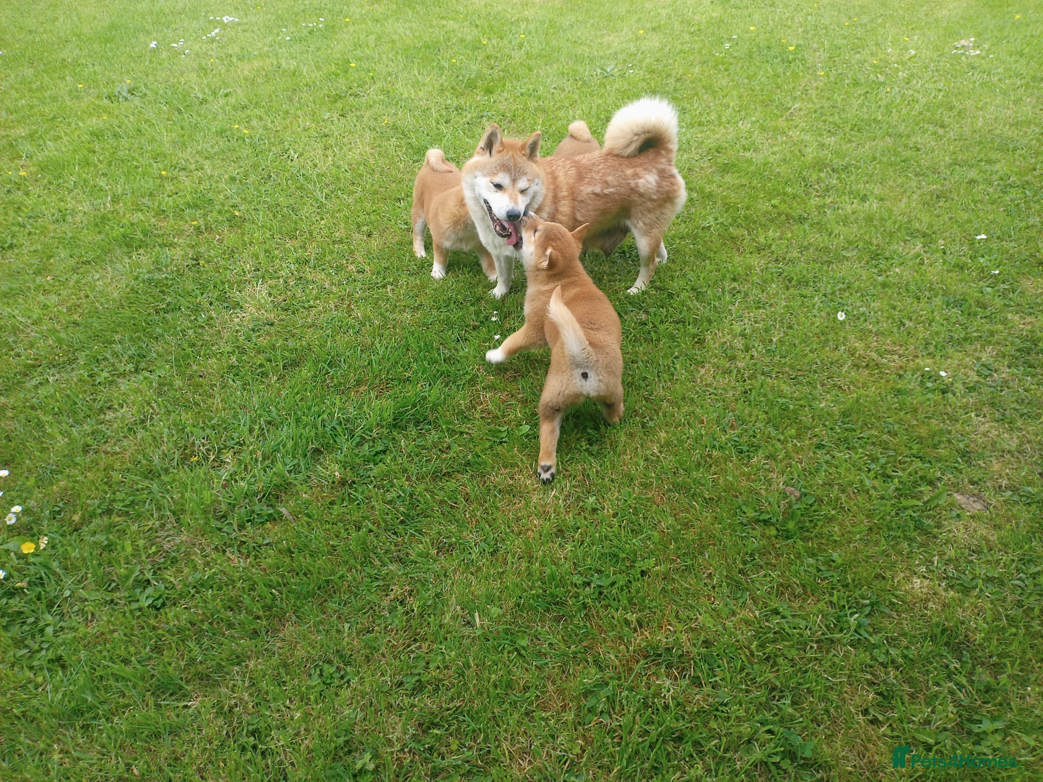 Japanese Shiba Inu dogs Japanese shiba inu puppies for sale, KC.reg  - Advert 1