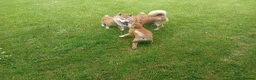 Japanese Shiba Inu dogs for sale: Japanese shiba inu puppies for sale, KC.reg  - Advert 1
