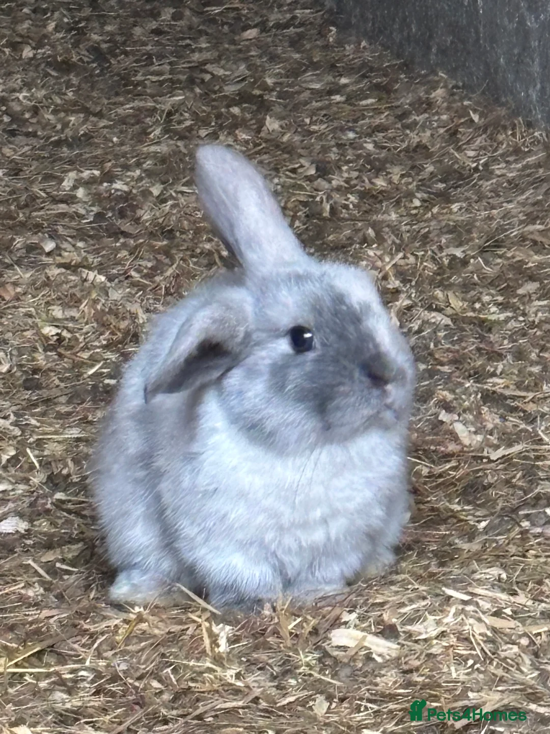 Mini Lop rabbits for sale: beautiful purebred white male mini lops  - Advert 10