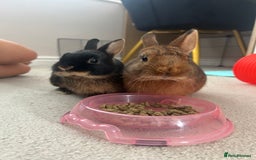 Netherland Dwarf rabbits for sale: Two Netherland Dwarf rabbits  - Image 4