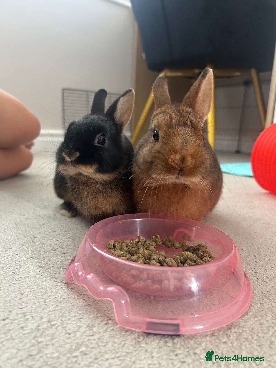 Netherland Dwarf rabbits for sale: Two Netherland Dwarf rabbits  - Image 4