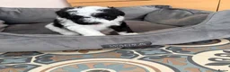Maltipoo dogs for sale: tiny F1b toy maltipoos fully health tested parents in Wrexham - Advert 17