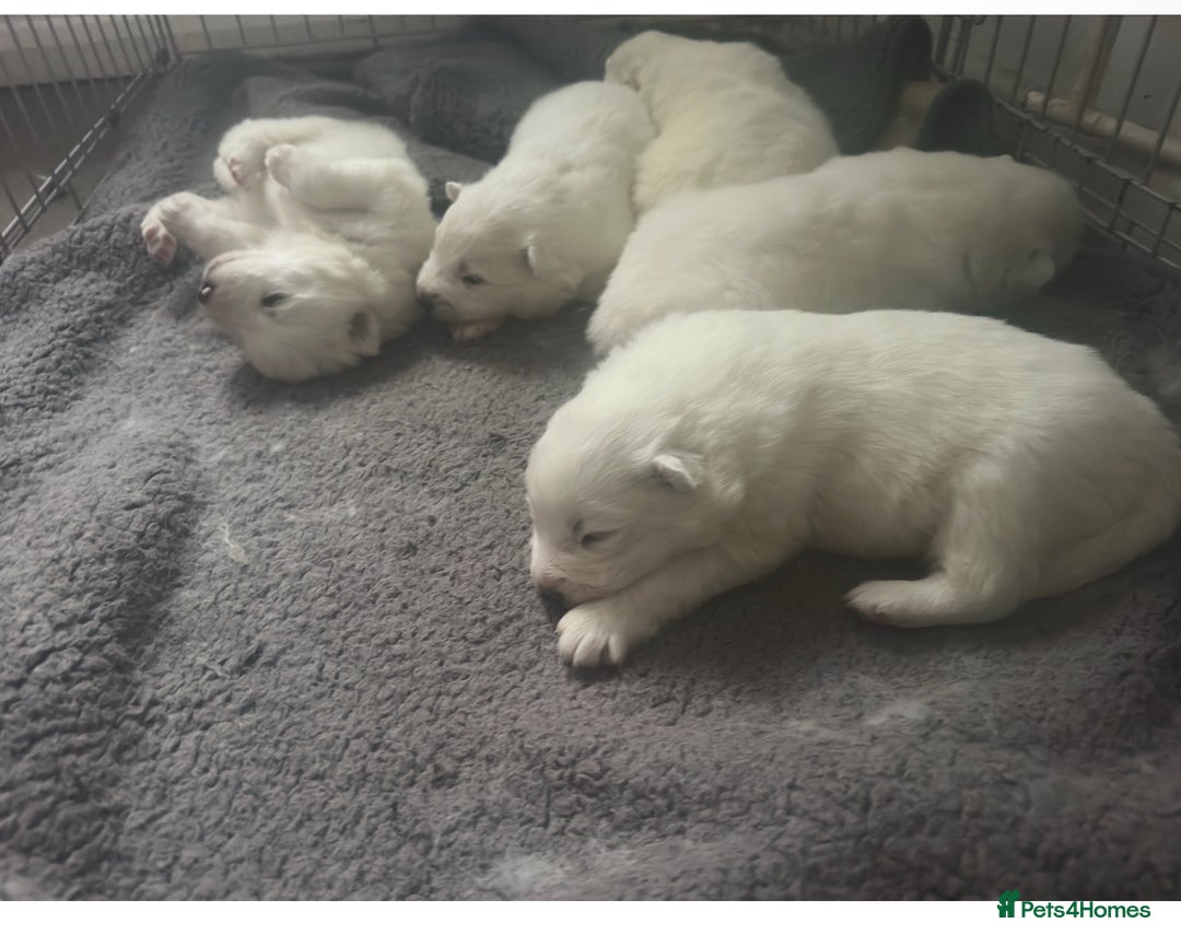 Samoyed dogs for sale: Adorable 6 Samoyed Puppies Waiting Forever Homes - Advert 24