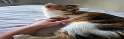 Mixed Breed cats for sale: 1 year old female calico cat in Wakefield - Advert 3