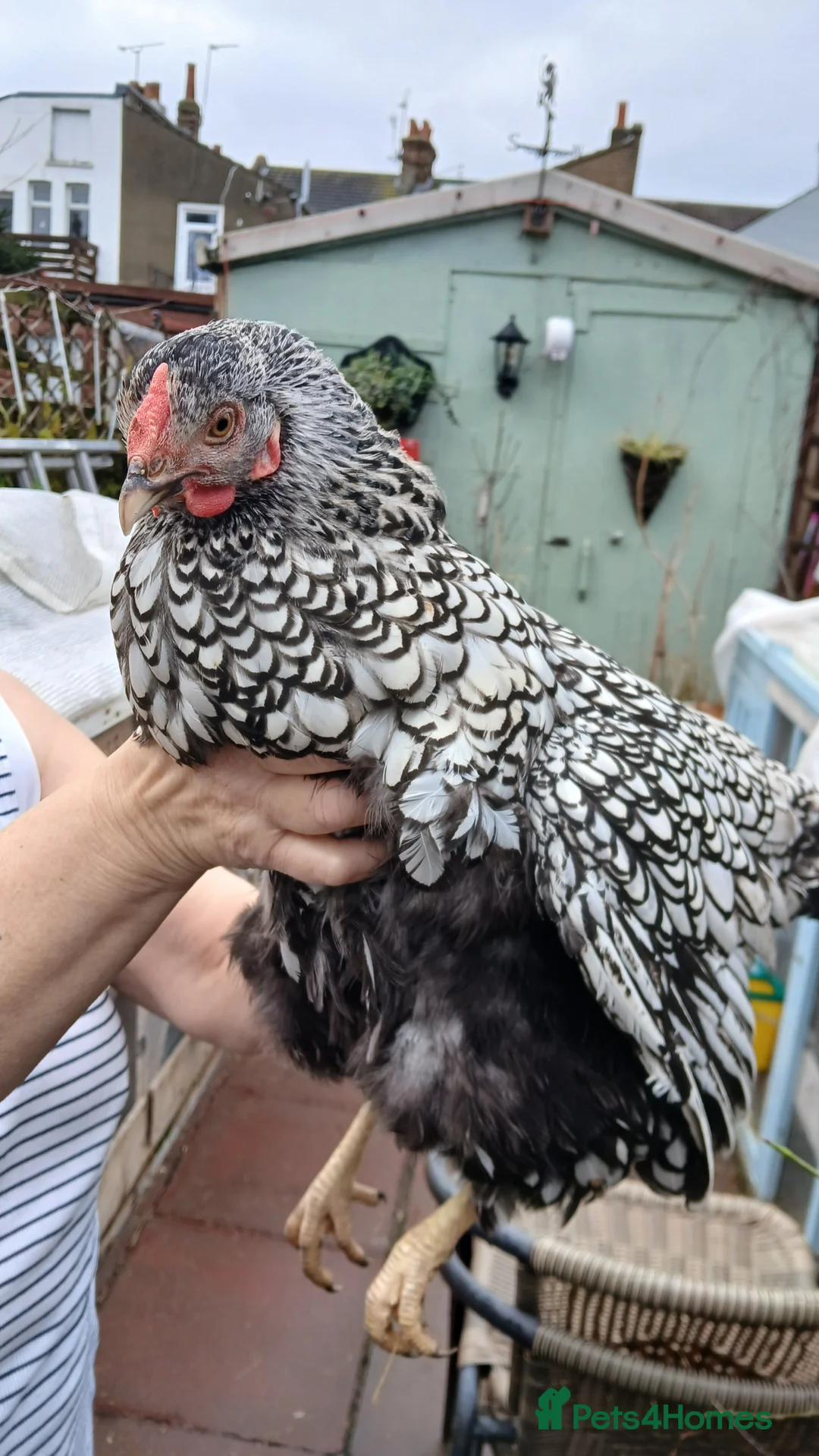 Chickens poultry for sale: 1 wyandotte punnet + 2 crested legbars - Advert 1
