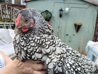 Chickens poultry 1 wyandotte punnet + 2 crested legbars - Advert 2