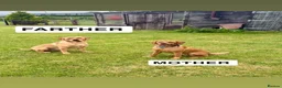 Labrador Retriever dogs for sale: Stunning fox red/dark yellow Labradors in Shrewsbury - Advert 1