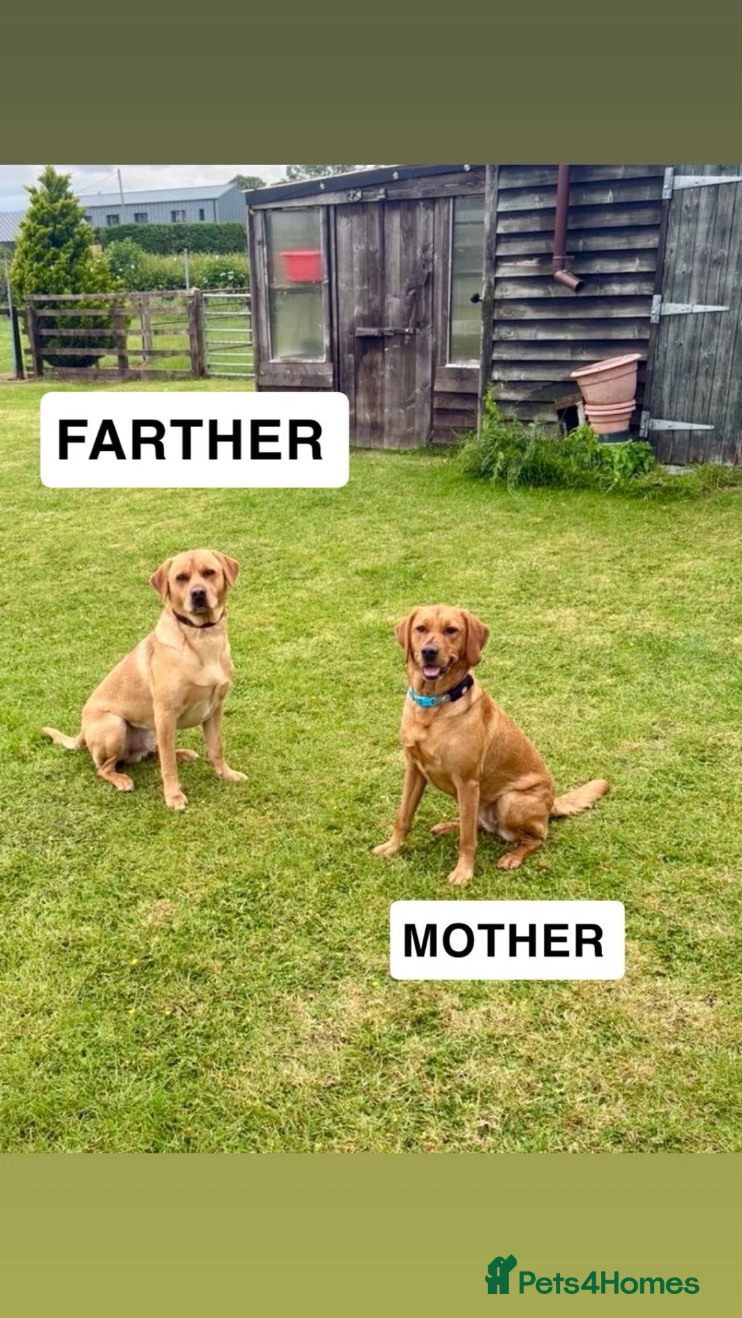 Labrador Retriever dogs for sale: Stunning fox red/dark yellow Labradors in Shrewsbury - Advert 1