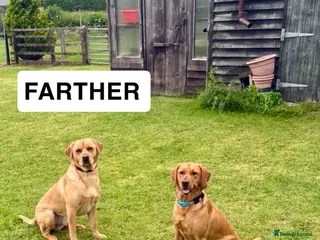 Labrador Retriever dogs Stunning fox red/dark yellow Labradors - Advert 1