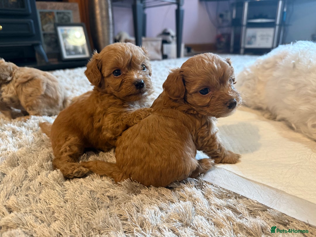 Maltipoo dogs for sale: Real life teddy bear f1 Maltipoos ❤️💥 - Image 38