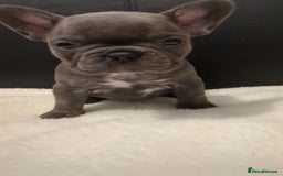 French Bulldog dogs for sale: Beautiful french bulldog puppies  - Advert 5