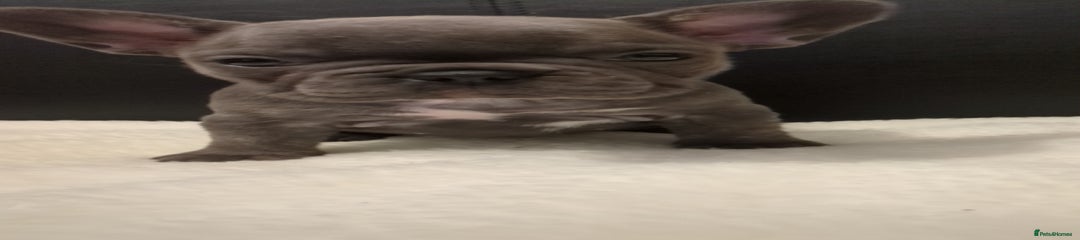 French Bulldog Puppy 1