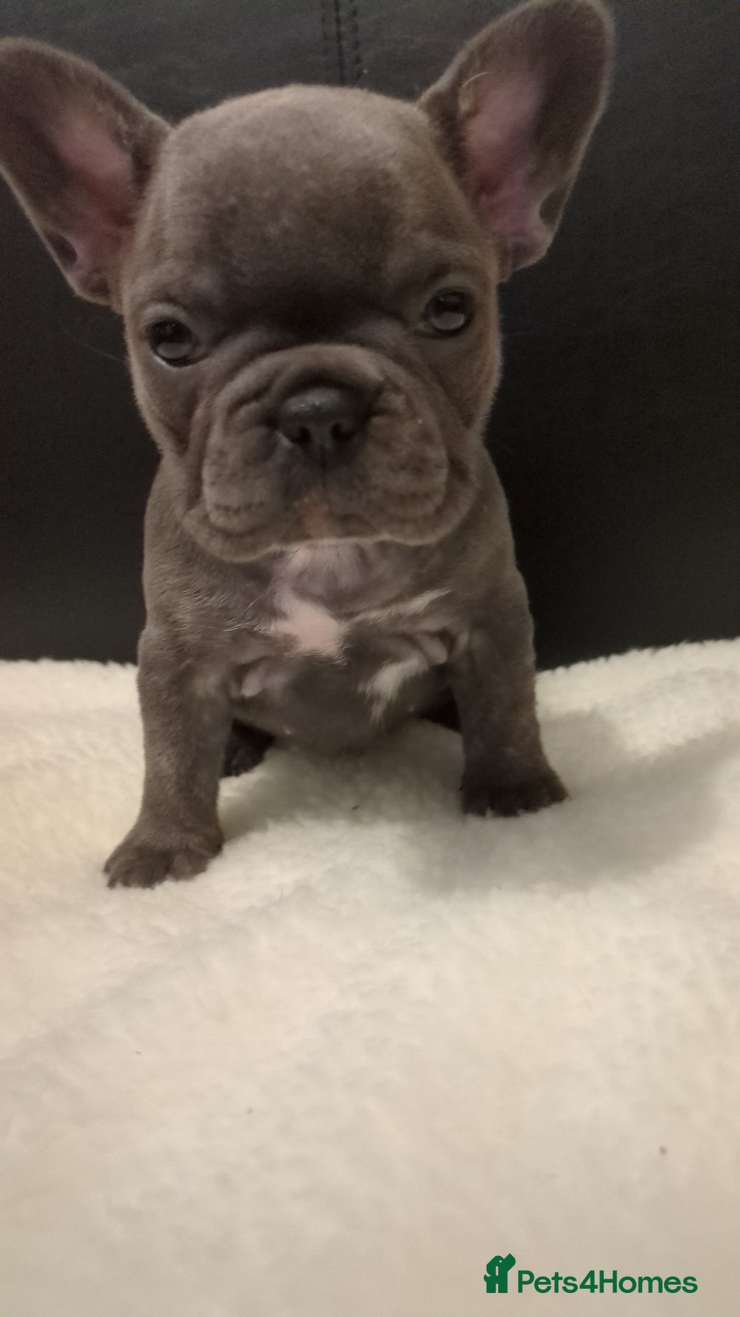 French Bulldog dogs for sale: Beautiful french bulldog puppies  - Advert 5
