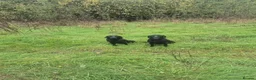 Labrador Retriever dogs for sale: Labrador Retriever Puppies in Burnley - Advert 4