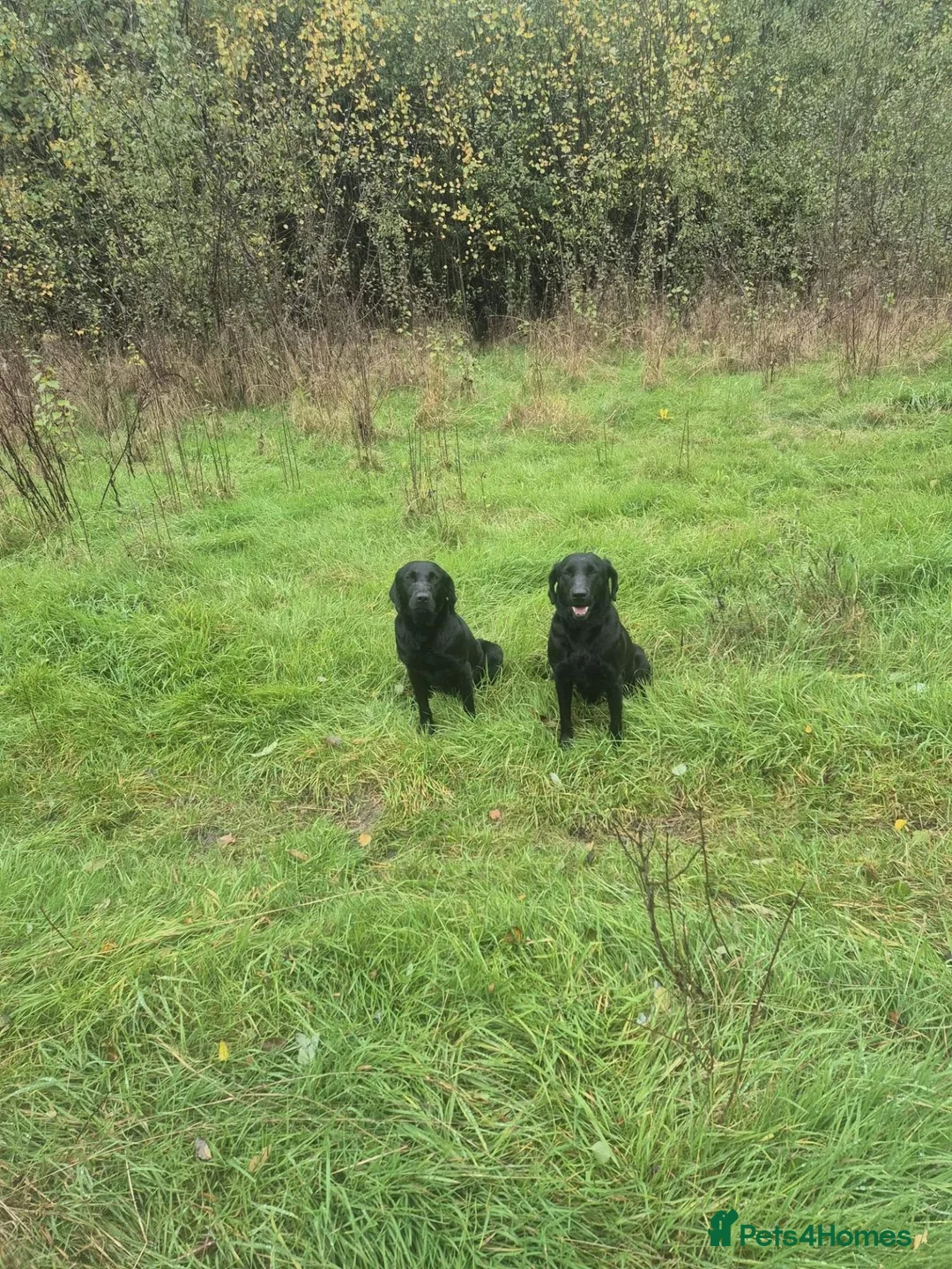 Labrador Retriever dogs for sale: Labrador Retriever Puppies in Burnley - Advert 4