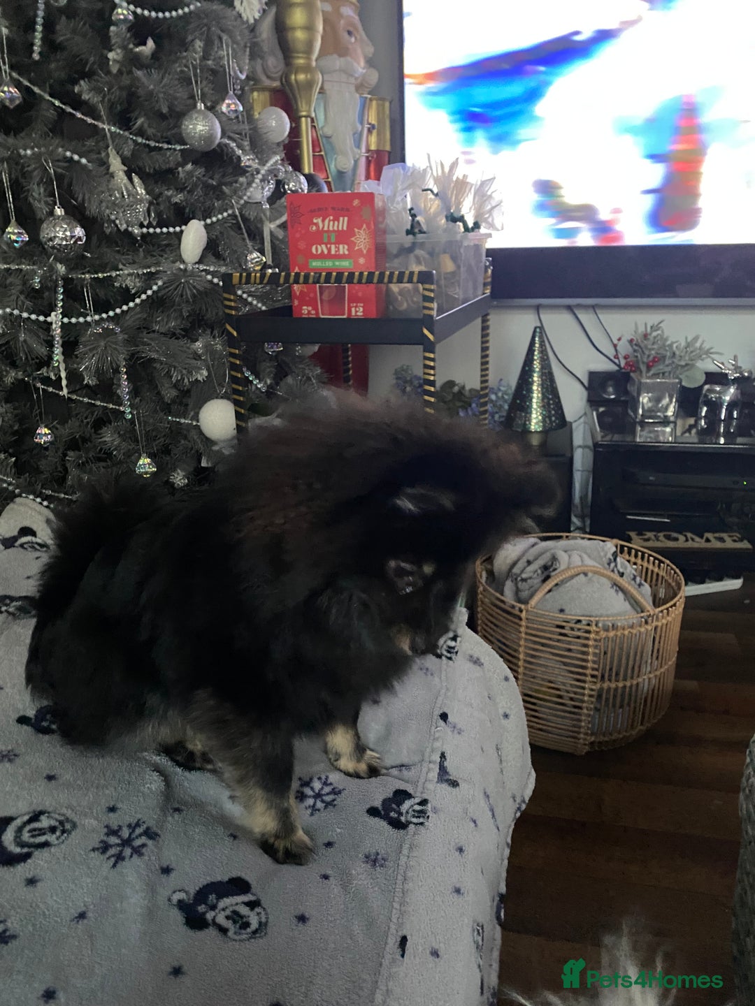 Pomeranian dogs for sale: Bkack and tan fox faced Pomeranian  - Advert 4