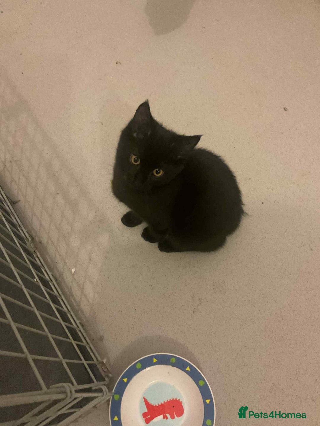 Maine Coon cats for sale: Maine coon kittens  - Advert 8