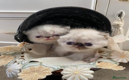 Exotic cats for sale: Outstanding exotic kittens  - Image 16